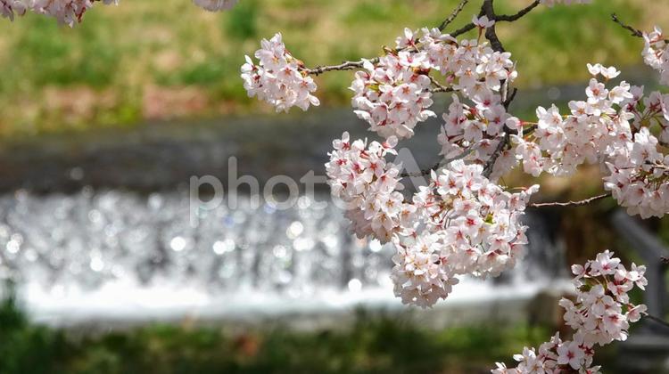 観音寺川のソメイヨシノ 桜,春,雪解けの写真素材