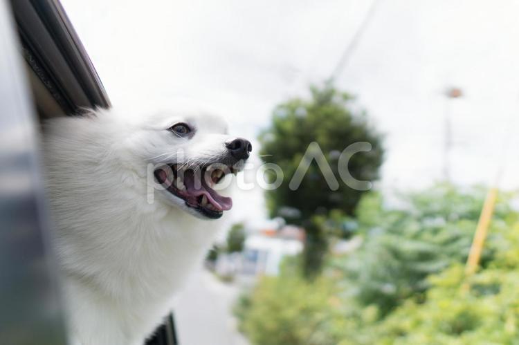車の窓から顔を出す犬 スピッツ,車,窓の写真素材