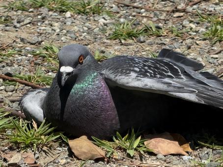 鳩 鳩の写真