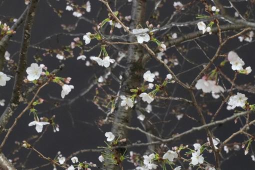 満開の夜桜と夜空 満開の夜桜と夜空 桜,花びら,春の写真素材