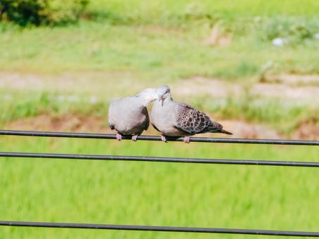 貴方を愛しています 貴方を愛していますの写真