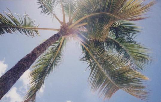 ハワイのヤシの木 ハワイのヤシの木の写真