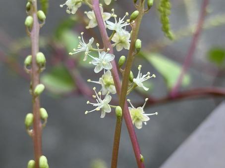 おかわかめの花。 おかわかめ,雲南百薬,健康野菜の写真素材