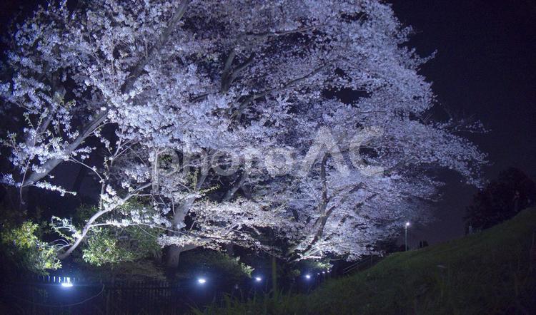 ライトアップされた幻想的な夜桜 夜桜,ライトアップ,桜の写真素材