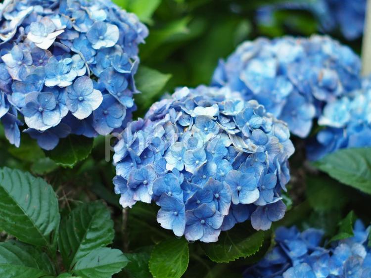 紫陽花の花 花,紫陽花,風景の写真素材
