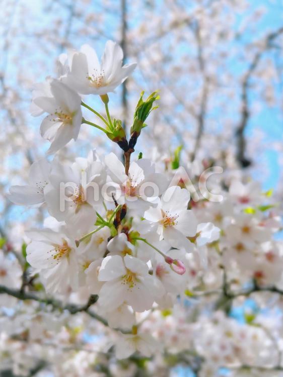 青空に映える満開の桜の花 桜,白,春の写真素材