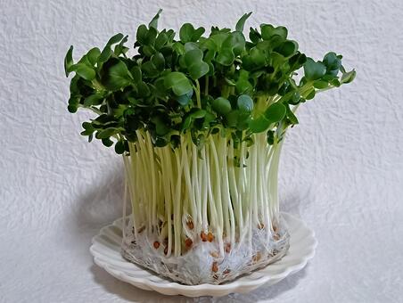 かいわれ大根 かいわれ,芽,野菜の写真素材