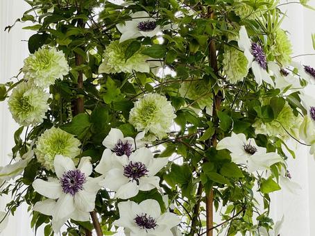 満開に咲きほこるクレマチスの花 満開に咲きほこるクレマチスの花 満開,クレマチス,白い花の写真素材