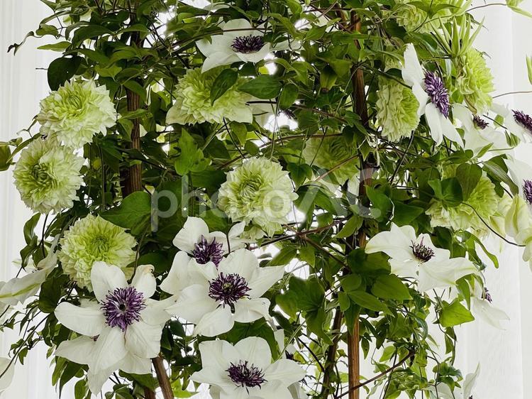 満開に咲きほこるクレマチスの花 満開,クレマチス,白い花の写真素材