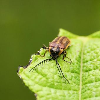 ヒゲナガハナノミ ヒゲナガハナノミの写真