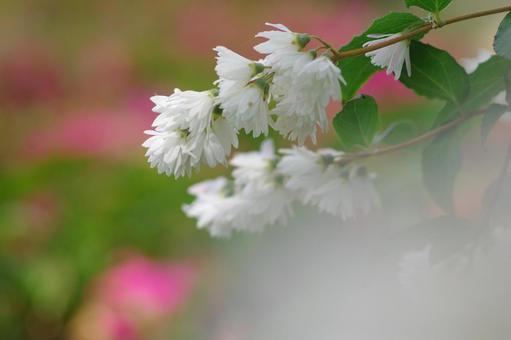 更紗空木 サラサウツギ 春の花 白い花 更紗空木 サラサウツギ 春の花 白い花の写真
