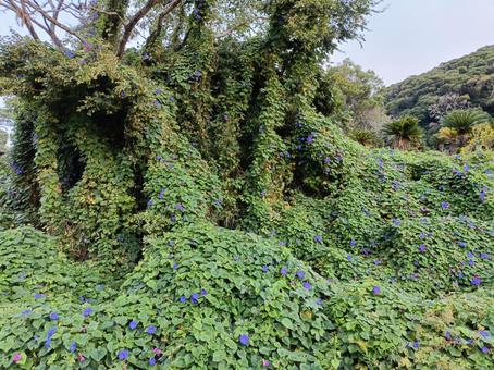 大自然アサガオ2 大自然アサガオ2の写真