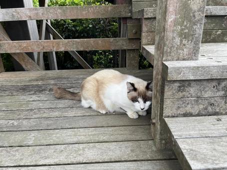 noraneko３ 猫,野良猫,ウッドデッキの写真素材