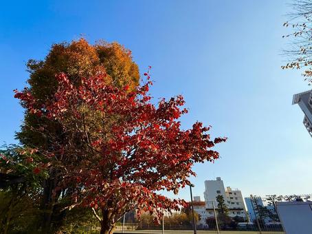 鮮やかな紅葉の木々と街並みと青空の写真