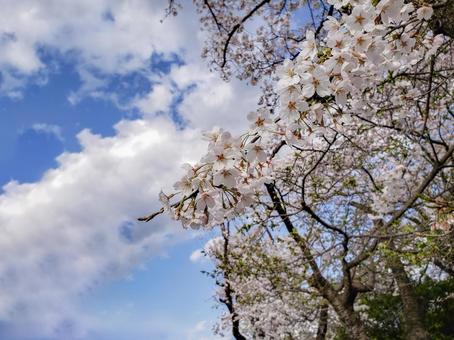 満開の桜と青空 満開の桜と青空の写真