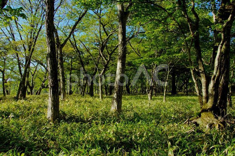 初夏のすがすがしい森林 林,自然,緑の写真素材