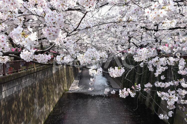 目黒川　お花見 お花見,目黒川,春爛漫の写真素材