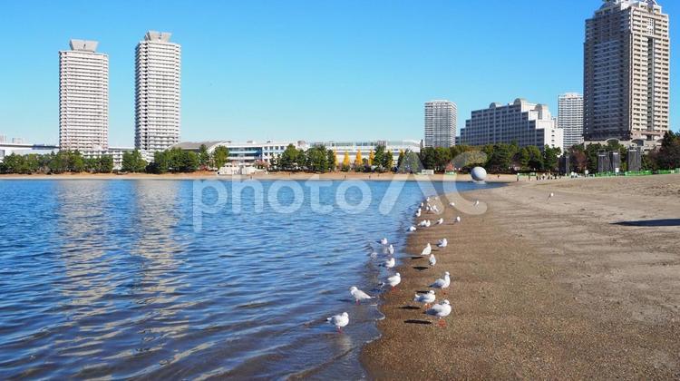 お台場ビーチのユリカモメ（東京都お台場） 冬,お台場ビーチ,ユリカモメの写真素材