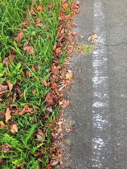 落ち葉の道 落ち葉,枯れ葉,雑草の写真素材