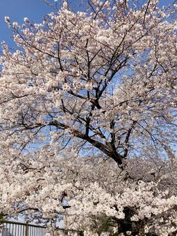 桜 桜の写真