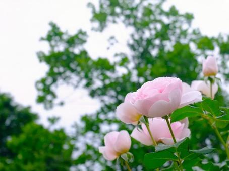 ピンクの薔薇 ピンクの薔薇の写真
