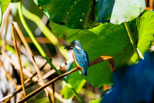 枝にとまるカワセミ 枝にとまるカワセミの写真