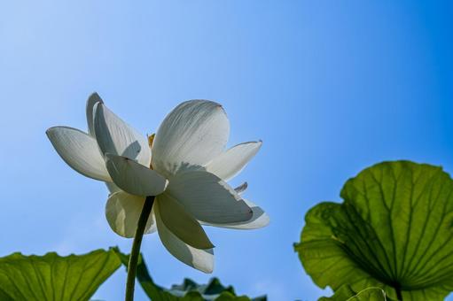 晴天の蓮の花 晴天の蓮の花の写真