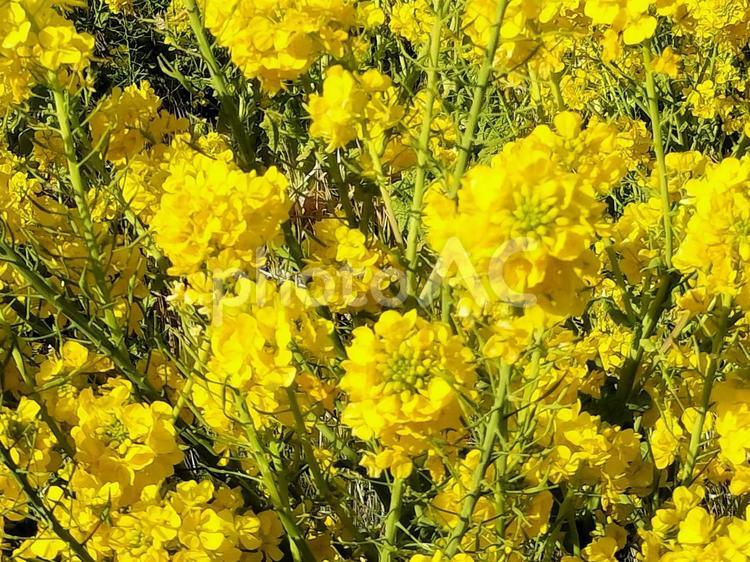 菜の花畑　伊豆の井田にて 菜の花畑,菜の花,春の写真素材