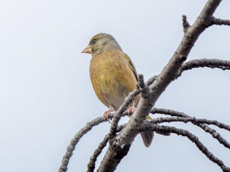 枝にとまるカワラヒワ 枝にとまるカワラヒワの写真