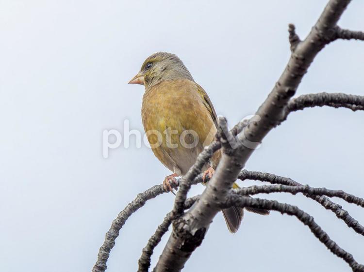 枝にとまるカワラヒワ カワラヒワ,野鳥,鳥の写真素材