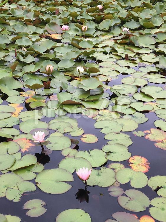 睡蓮の池 スイレン,すいれん,睡蓮の写真素材