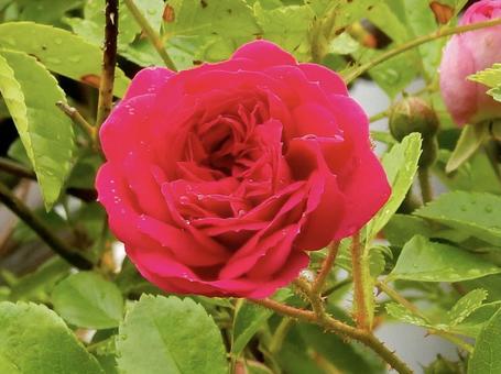 薔薇 薔薇の写真