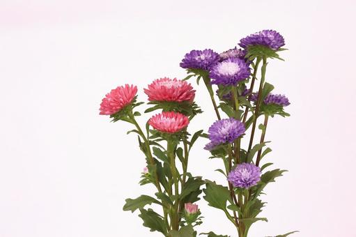 アスター菊 アスター菊の写真