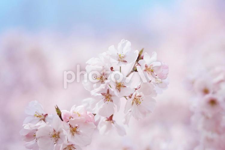 春の柔らかい陽ざしを浴びる満開の桜　１ 桜,背景,壁紙の写真素材