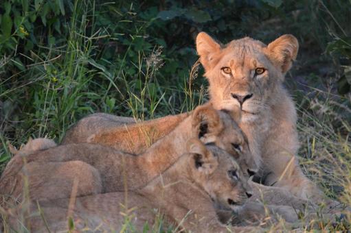 子ライオンを守る母ライオン　親子　チョベの写真