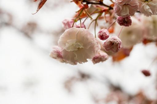 Double Cherry Blossoms ⒁, JPG