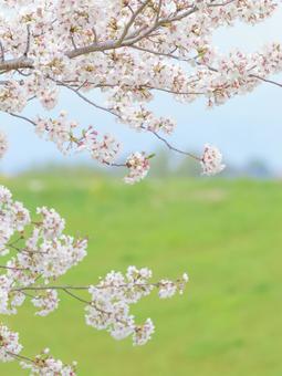 cherry blossoms, cherry blossoms, cherry blossoms, sakura, JPG
