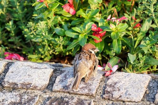 植え込みに佇む一羽のスズメ 植え込みに佇む一羽のスズメ スズメ,雀,野鳥の写真素材