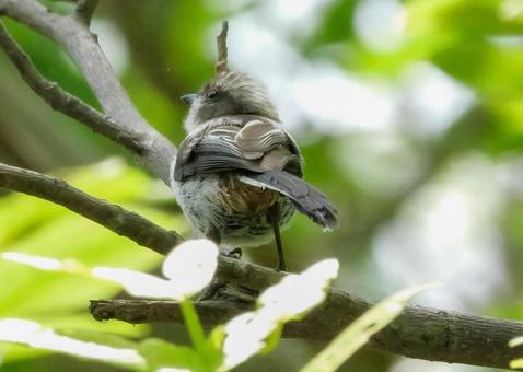 エナガの幼鳥 エナガの幼鳥 エナガ,こども,鳥の写真素材