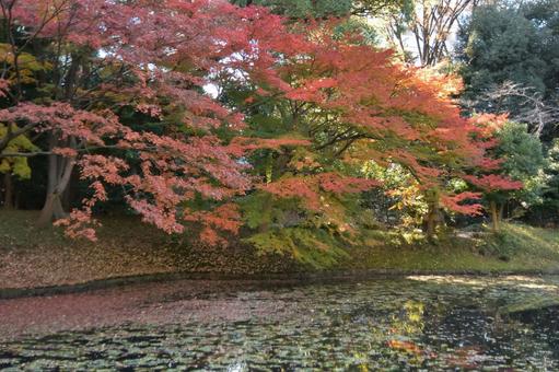 紅葉 紅葉 小石川後楽園,東京都,紅葉の写真素材