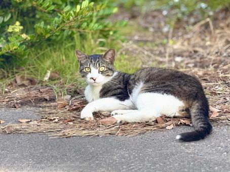 Brown-and-white cat with eyes wide open, JPG Brown-and-white cat with eyes wide open, JPG