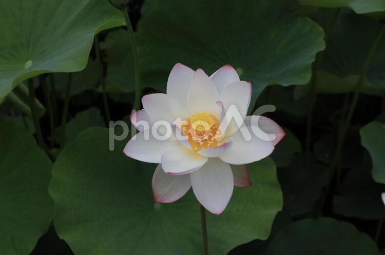 蓮の花 蓮,葉,水生植物の写真素材