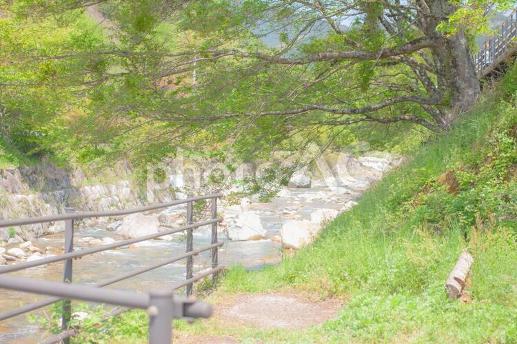 川のある風景 自然,木材,葉の写真素材