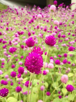 Zinnia Raspberry Field 3, JPG
