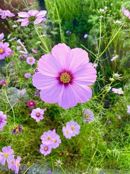 秋のコスモス コスモス,秋,植物の写真素材