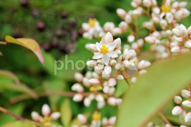 開き始めた白くて可愛い南天の花 南天,ナンテン,開花の写真素材