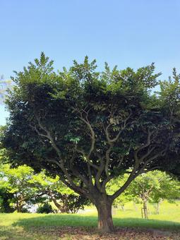 公園の木 公園の木 公園,木,青空の写真素材