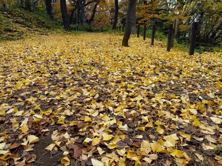 地面を黄色く覆いつくす落ち葉 落ち葉,銀杏,いちょうの写真素材