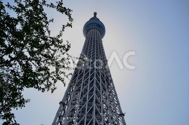 真下から見上げるスカイツリー2 東京,スカイツリー,景色の写真素材