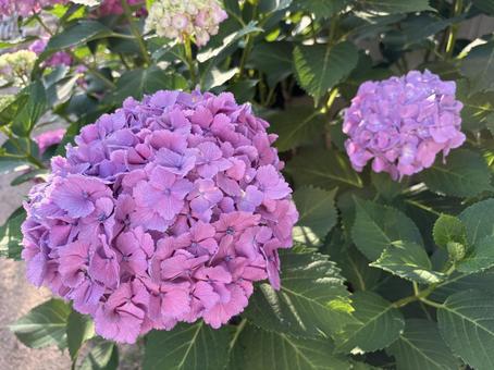 Hydrangea, JPG Hydrangea, JPG